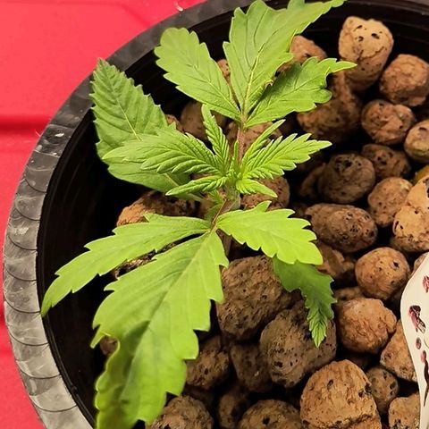 Demeter Auto Fem growlog timeline photo