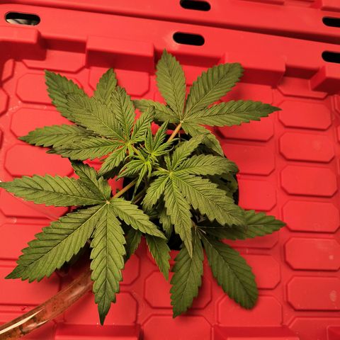 Demeter Auto Fem growlog timeline photo