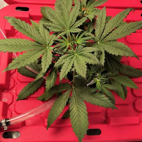 Demeter Auto Fem growlog timeline photo