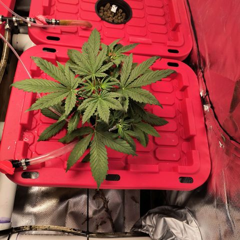 Demeter Auto Fem growlog timeline photo