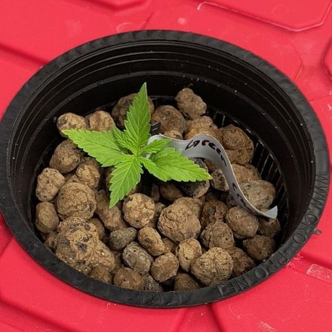Green crack Auto Fem growlog timeline photo