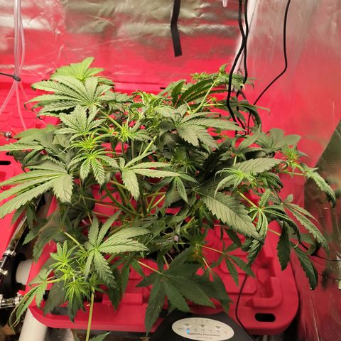 Demeter Auto Fem growlog timeline photo