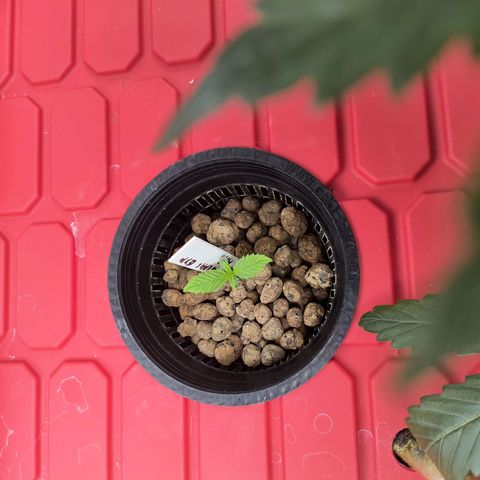 Pineapple Express Auto Fem  growlog timeline photo