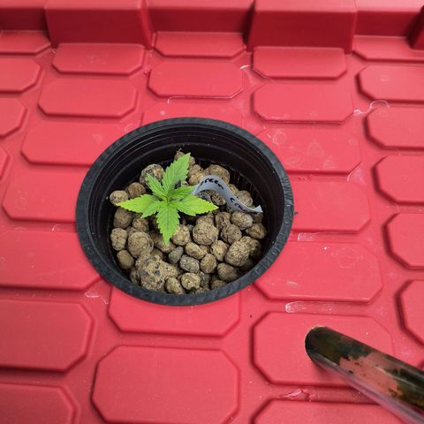 Green crack Auto Fem growlog timeline photo
