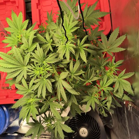 Demeter Auto Fem growlog timeline photo