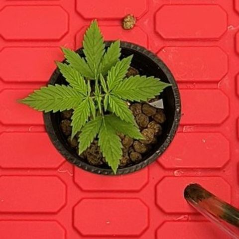 Pineapple Express Auto Fem  growlog timeline photo
