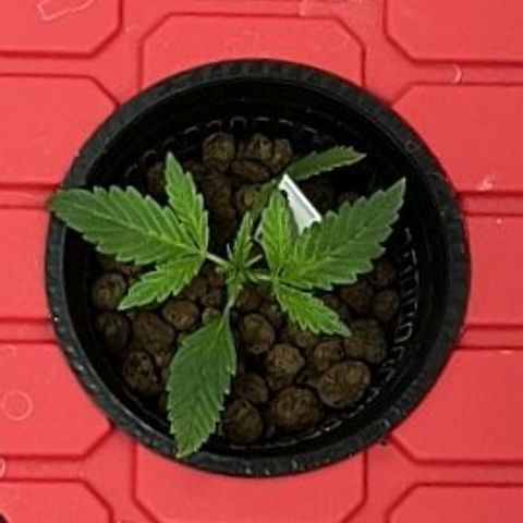 Green crack Auto Fem growlog timeline photo