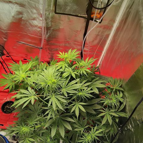 Demeter Auto Fem growlog timeline photo