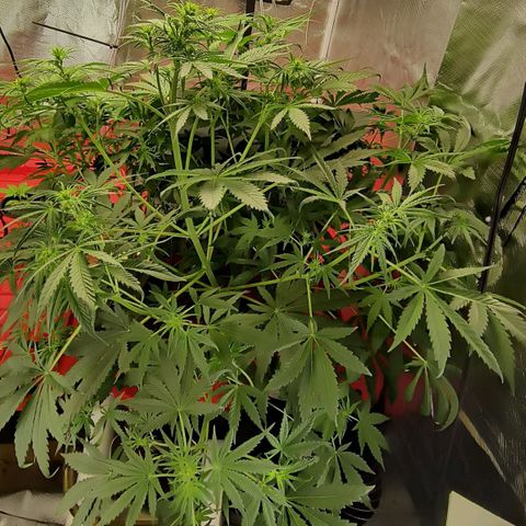 Demeter Auto Fem growlog timeline photo