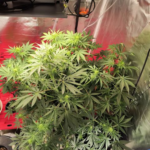 Demeter Auto Fem growlog timeline photo