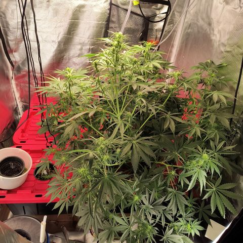 Demeter Auto Fem growlog timeline photo