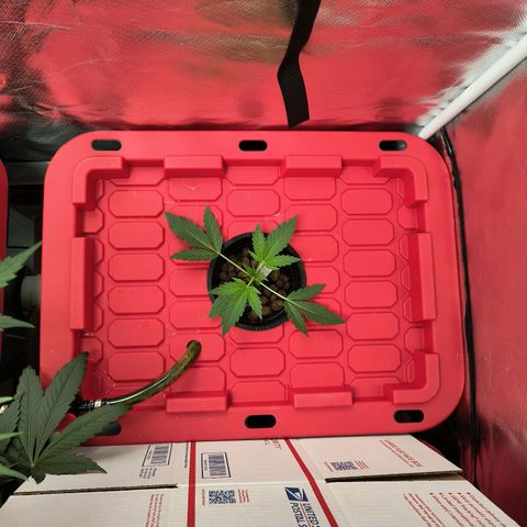Green crack Auto Fem growlog timeline photo