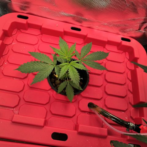 Pineapple Express Auto Fem  growlog timeline photo