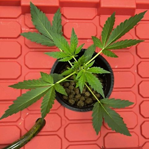 Pineapple Express Auto Fem  growlog timeline photo