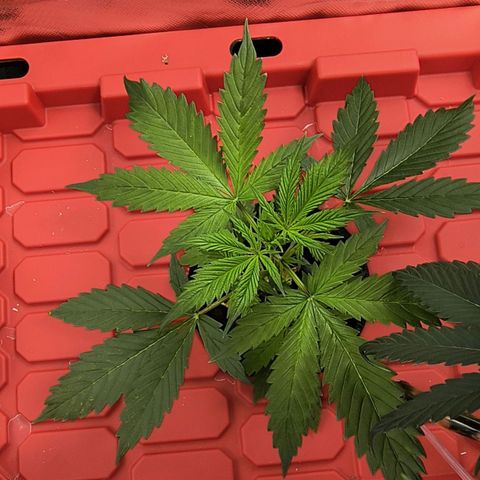 Green crack Auto Fem growlog timeline photo