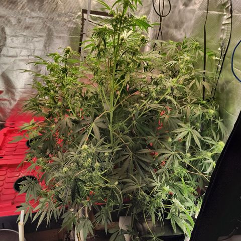 Demeter Auto Fem growlog timeline photo