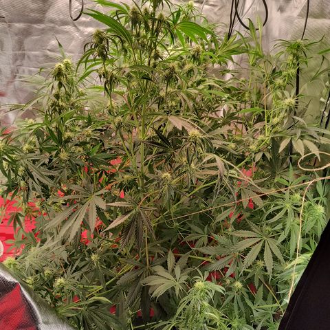 Demeter Auto Fem growlog timeline photo