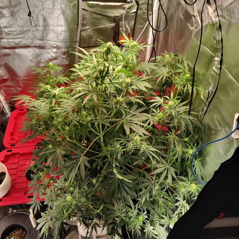 Demeter Auto Fem growlog timeline photo