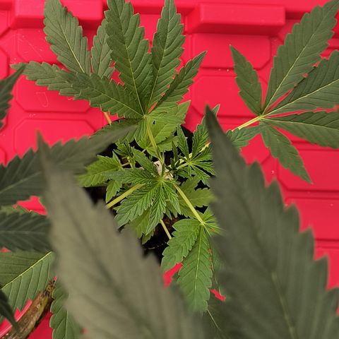 Green crack Auto Fem growlog timeline photo