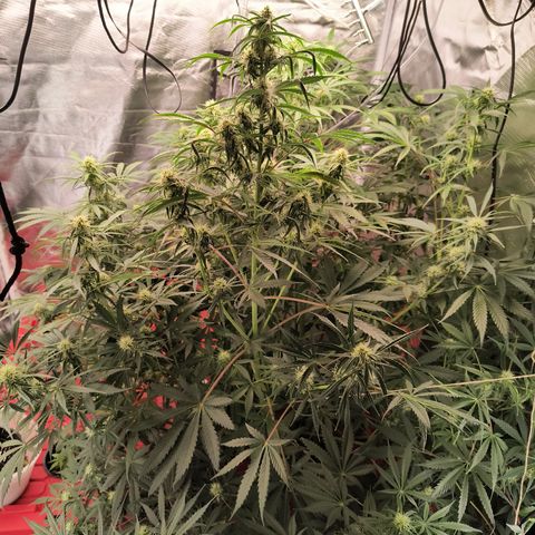 Demeter Auto Fem growlog photo: Started to frost