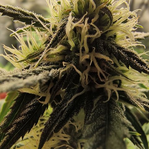Demeter Auto Fem growlog photo: Started to frost