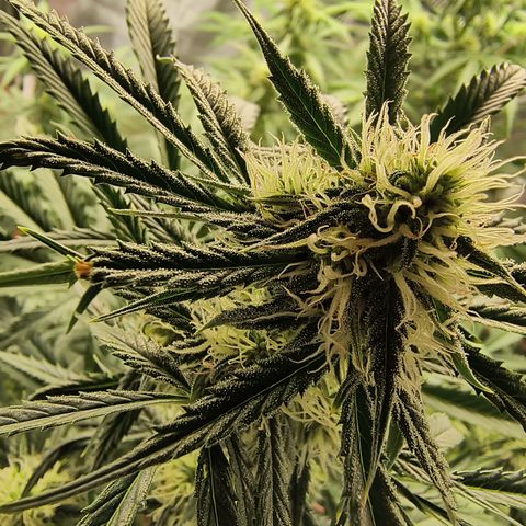 Demeter Auto Fem growlog photo: Started to frost