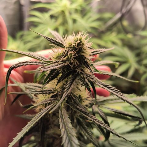 Demeter Auto Fem growlog photo: Started to frost