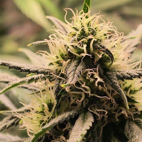 Demeter Auto Fem growlog timeline photo