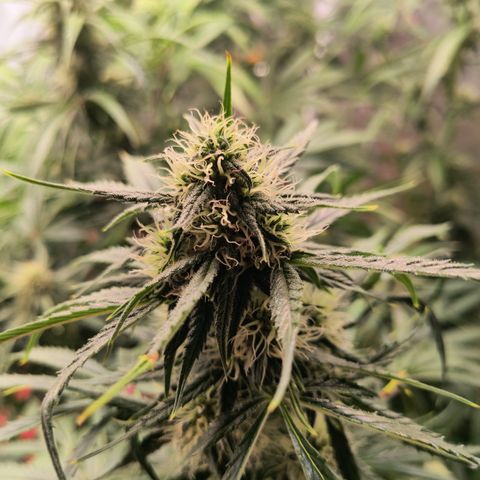 Demeter Auto Fem growlog timeline photo