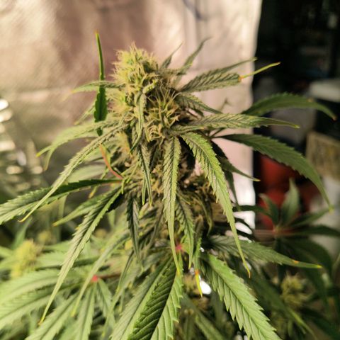 Demeter Auto Fem growlog timeline photo