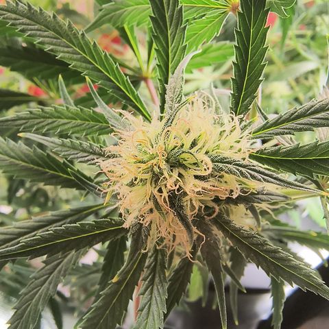 Demeter Auto Fem growlog timeline photo