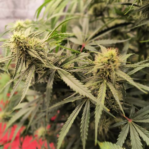 Demeter Auto Fem growlog timeline photo