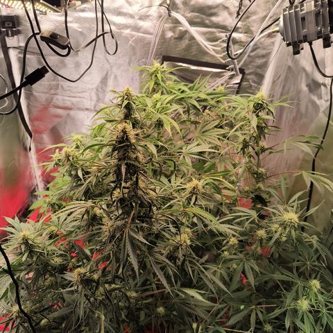 Demeter Auto Fem growlog timeline photo