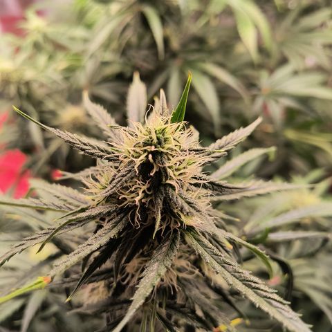 Demeter Auto Fem growlog timeline photo