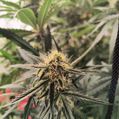 Demeter Auto Fem growlog timeline photo