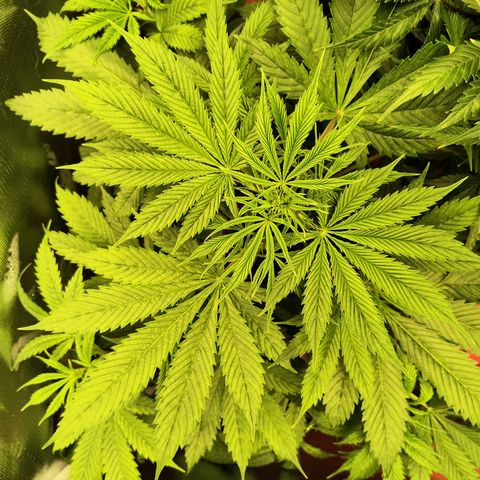 Pineapple Express Auto Fem  growlog timeline photo