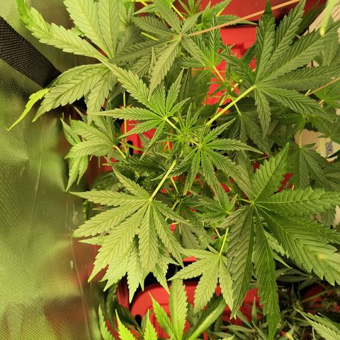 Green crack Auto Fem growlog timeline photo