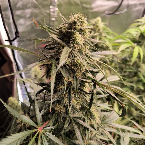 Demeter Auto Fem growlog timeline photo