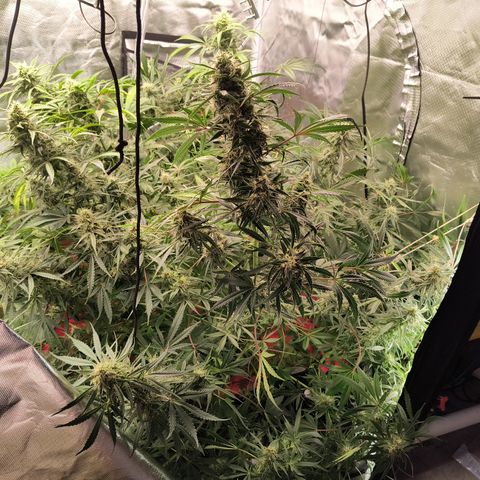 Demeter Auto Fem growlog timeline photo