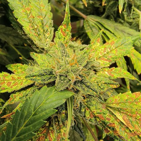 Green crack Auto Fem growlog photo: Harvested at day 85