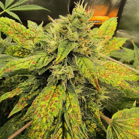 Green crack Auto Fem growlog photo: Harvested at day 85
