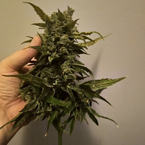 Green crack Auto Fem growlog photo: Harvested at day 85