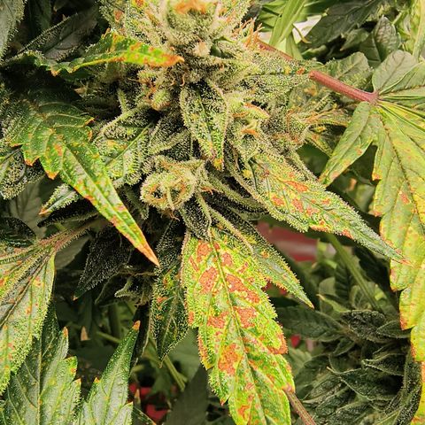Green crack Auto Fem growlog photo: Harvested at day 85