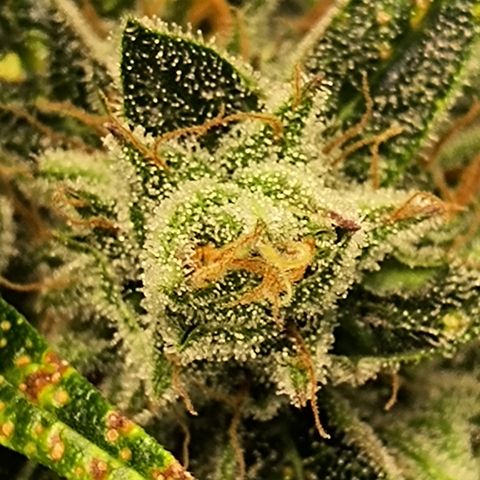 Green crack Auto Fem growlog photo: Harvested at day 85