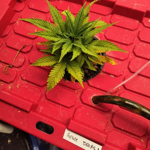 Green crack Auto Fem growlog timeline photo