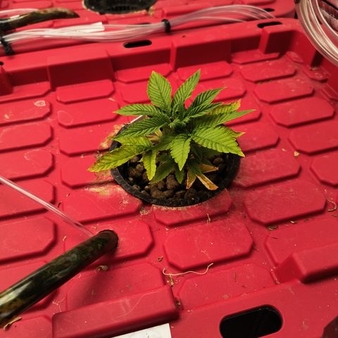 Green crack Auto Fem growlog timeline photo