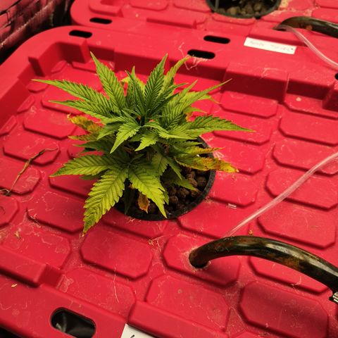 Green crack Auto Fem growlog timeline photo