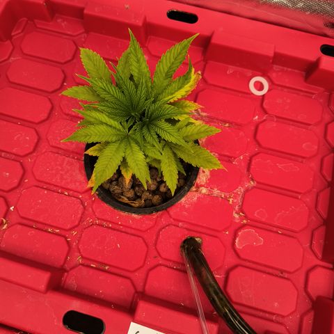 Green crack Auto Fem growlog timeline photo