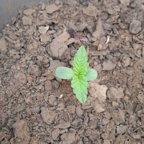 Kush growlog timeline photo