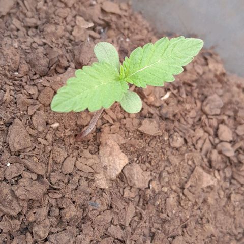Kush growlog timeline photo